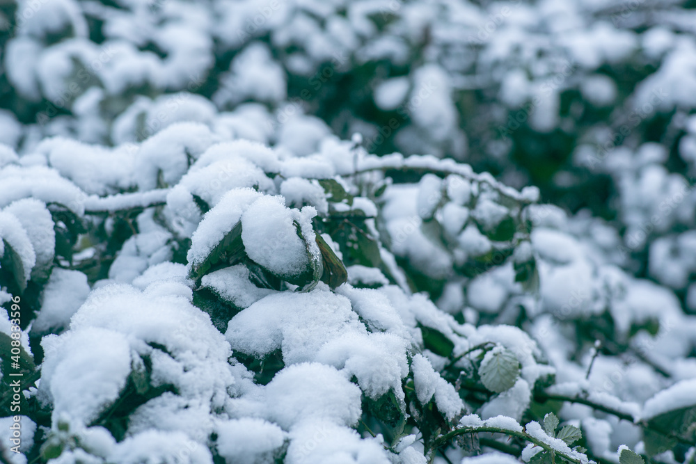 Snow covered branches with shallow depth of field