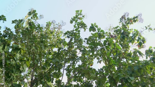 teak tree moving by wind