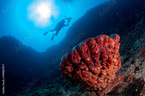Fototapeta Naklejka Na Ścianę i Meble -  Underwater photography of silhouette scuba diver are swimming above the coral reef at Gili Island, Lombok, Indonesia.
