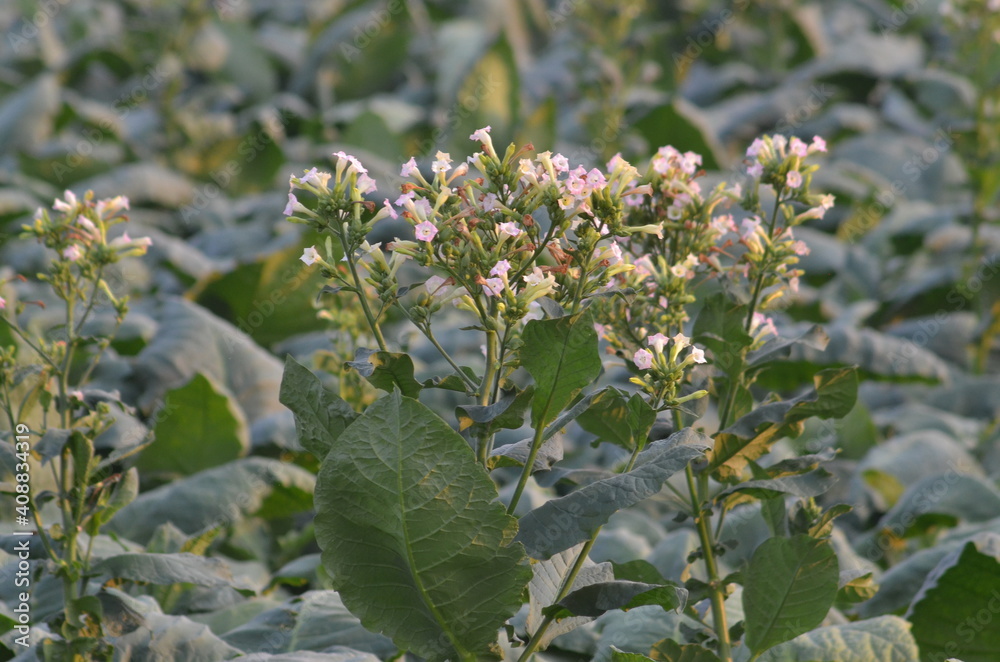 tobacco flower in big Tobacco field.View of young green tobacco plant in field tobacco flower in big Tobacco field.View of young green tobacco plant in field