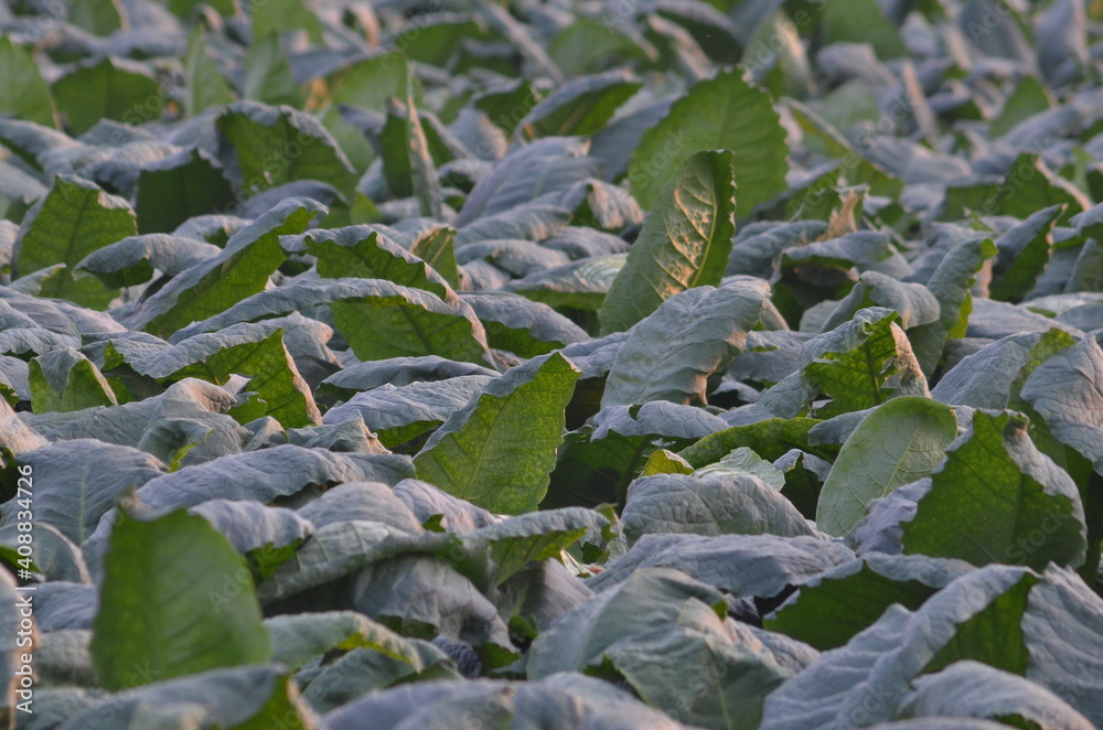Obraz premium Tobacco green leaf texture for background,View of young green tobacco plant in field