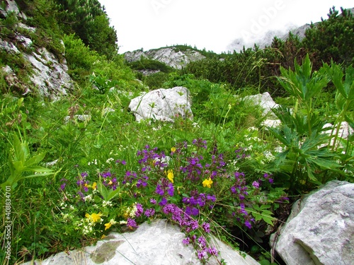 Alpine wild garden with purple rock thyme (Acinos alpinus) in Julian alps and Triglav national park, Slovenia and mugo pine above photo