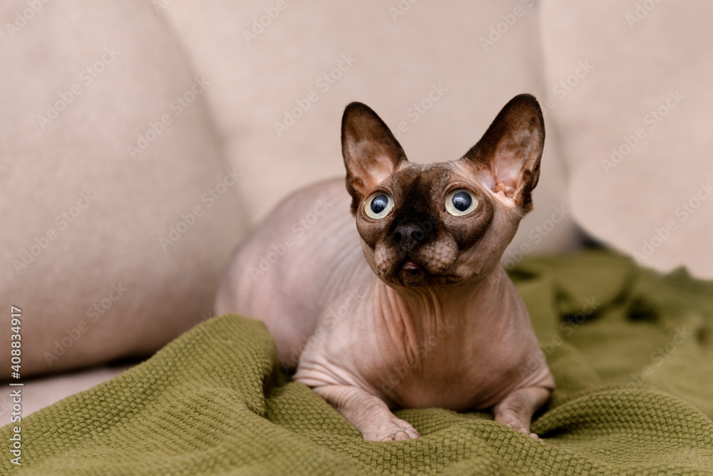 bald cat canadian sphinx lying on the couch on a green blanket