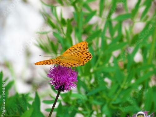 Billede på lærred Orange silver-washed fritillary (Argynnis paphia) male butterfly