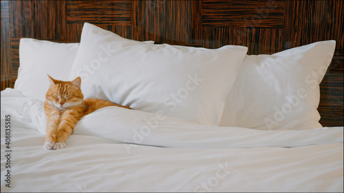 Sleeping red cat in a bed