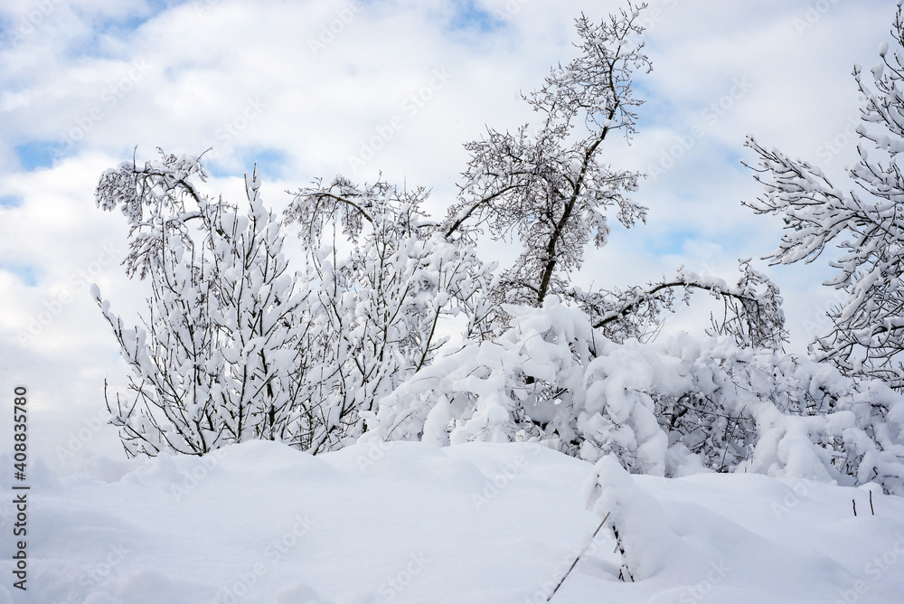 View of trees covered by the snow in a winter landscape by sunny day View of trees covered by the snow in a winter landscape by sunny day