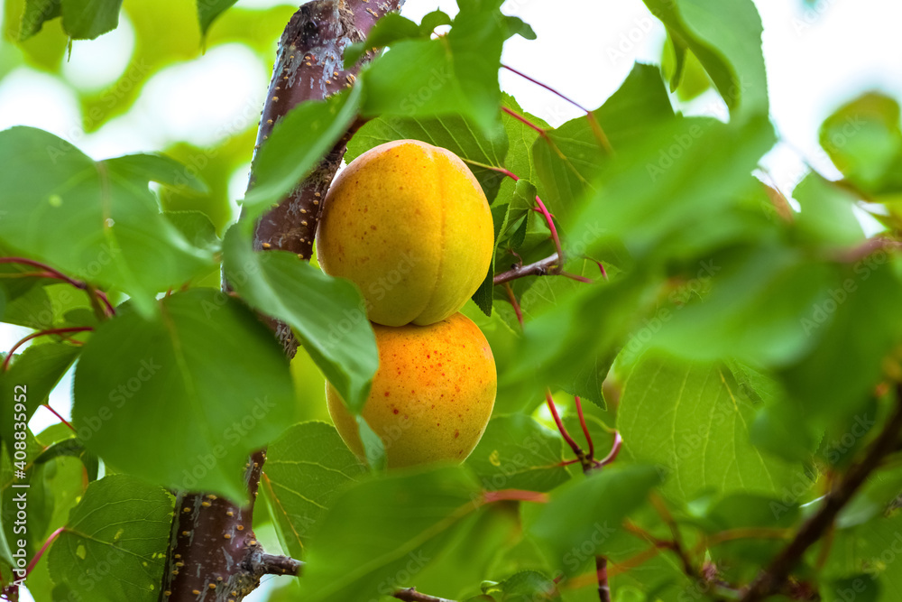 Ripe yellow large apricots on a tree among the greenery