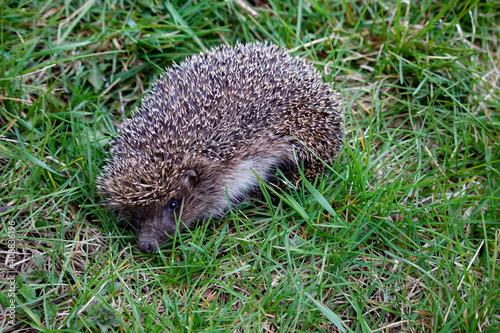 a little hedgehog in the wild. Close-up. The frightened hedgehog froze in the green grass. A summer day in the woods.