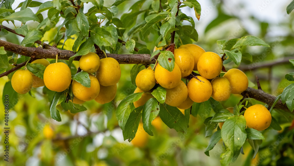 Yellow cherry plum fruits on the tree during ripening