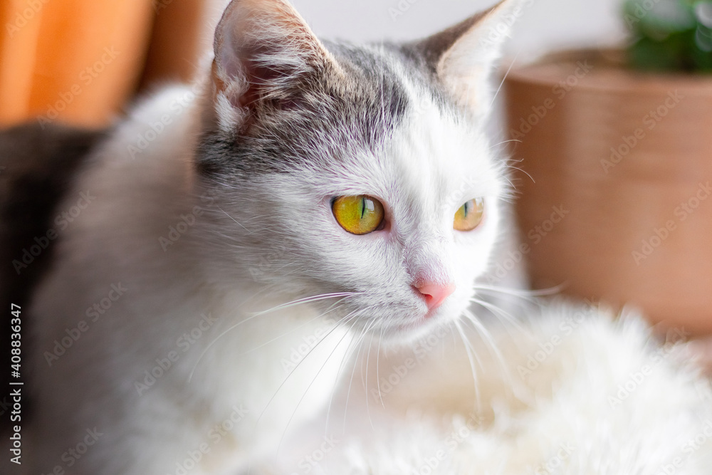 White spotted cat with an attentive look close up White spotted cat with an attentive look close up