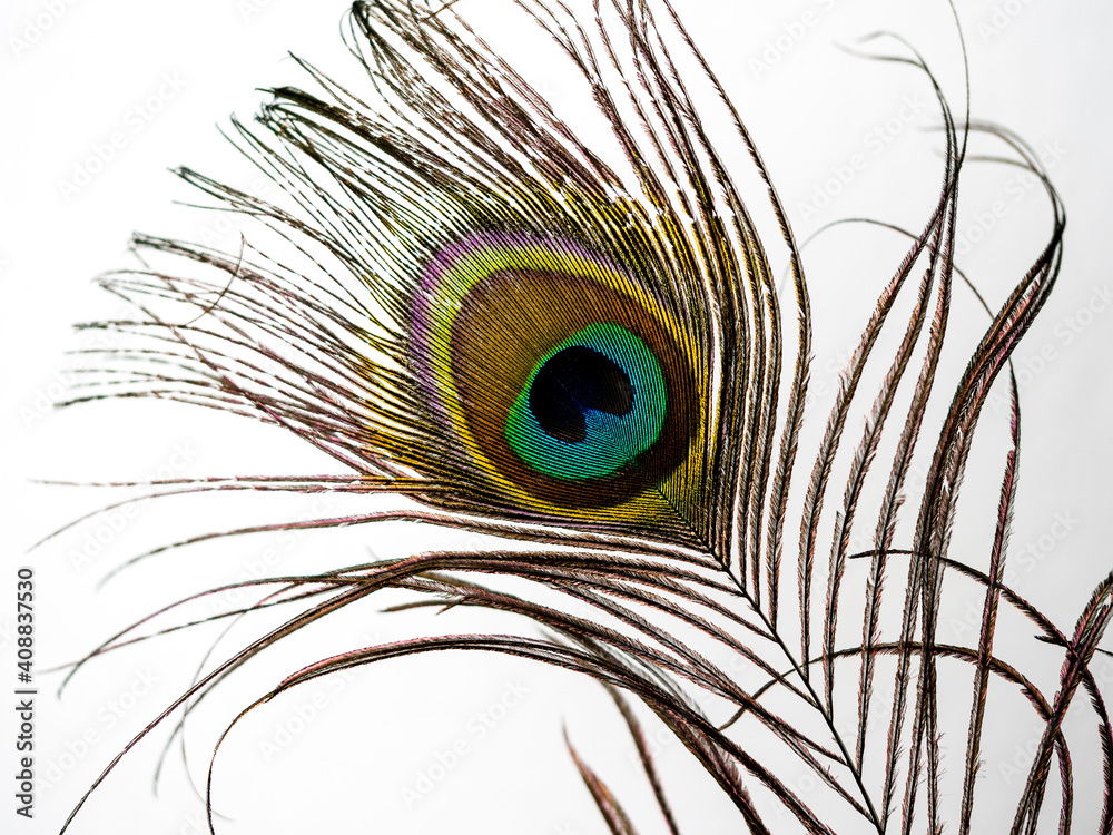 Obraz premium peacock feather close up white bacground