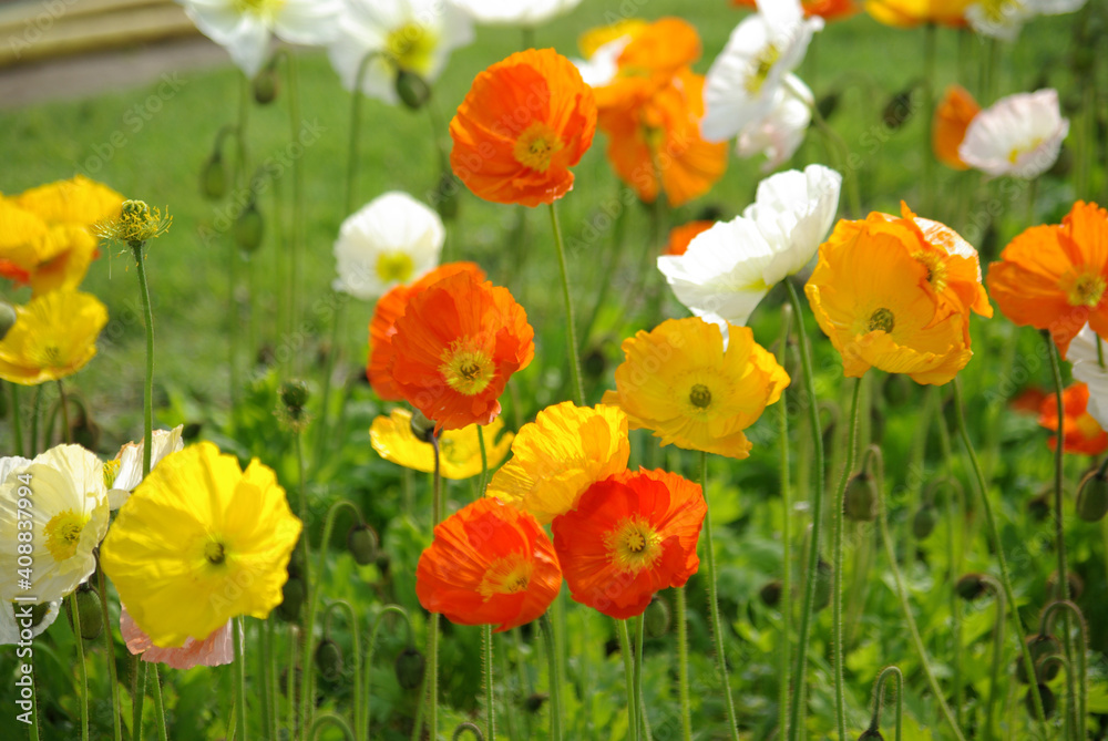 Obraz premium Pavots colorés au printemps