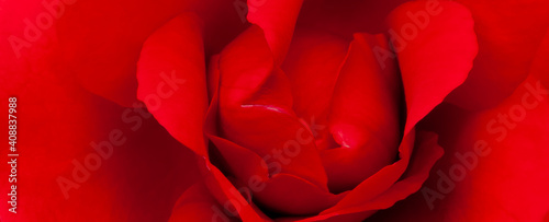 Rosen Hintergrund als Banner