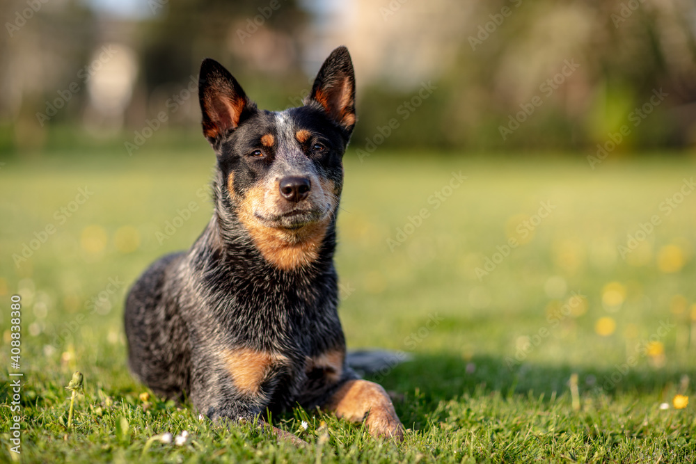 Australian Cattle Dog Treiber Hund Australian Cattle Dog Treiber Hund