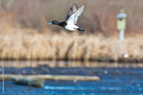 A male greater scaup flying in the air.   Burnaby BC Canada
 photo