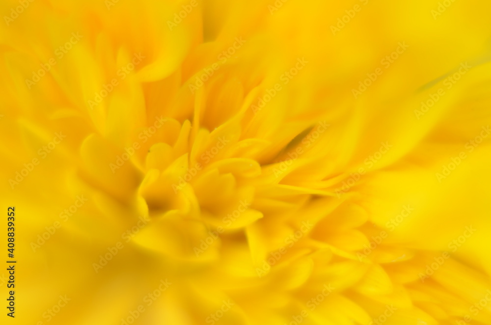 decorative sunflower flower in the garden, decorative sunflower close up decorative sunflower flower in the garden, decorative sunflower close up