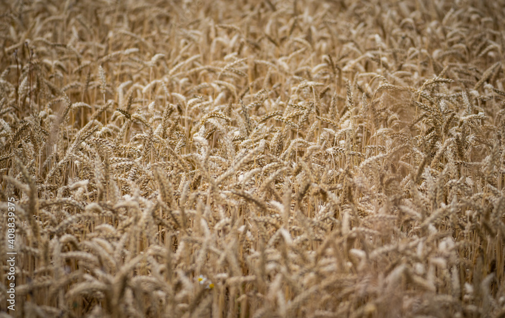 wheat grain background