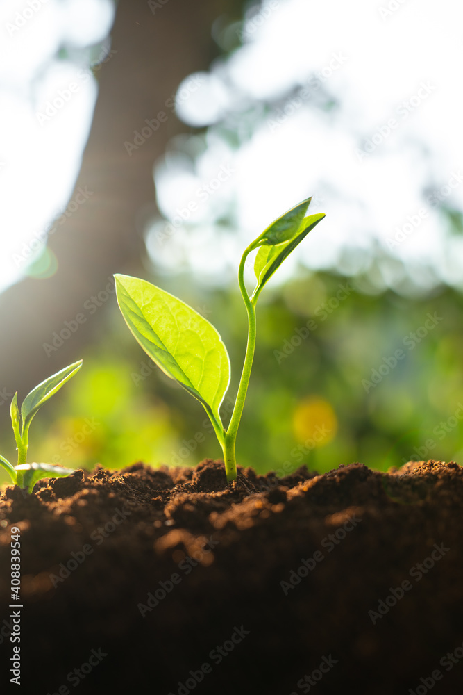 Fototapeta premium Three saplings are growing on the soil and a natural green background