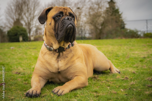 2021-01-26 BULLMASTIFF LYING IN GRASS LOOKING LEFT WITH A BLURRY BACKGROUND