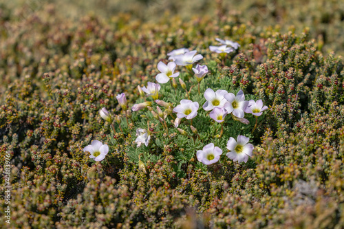 Scurvy grass (Oxalis enneaphylla) photo