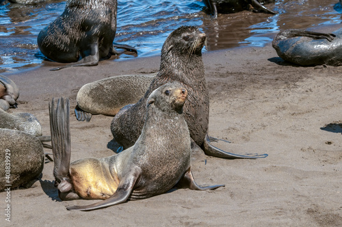 Northern Fur Seals (Callorhinus ursinus) at hauling-out in St. George Island, Pribilof Islands, Alaska, USA photo