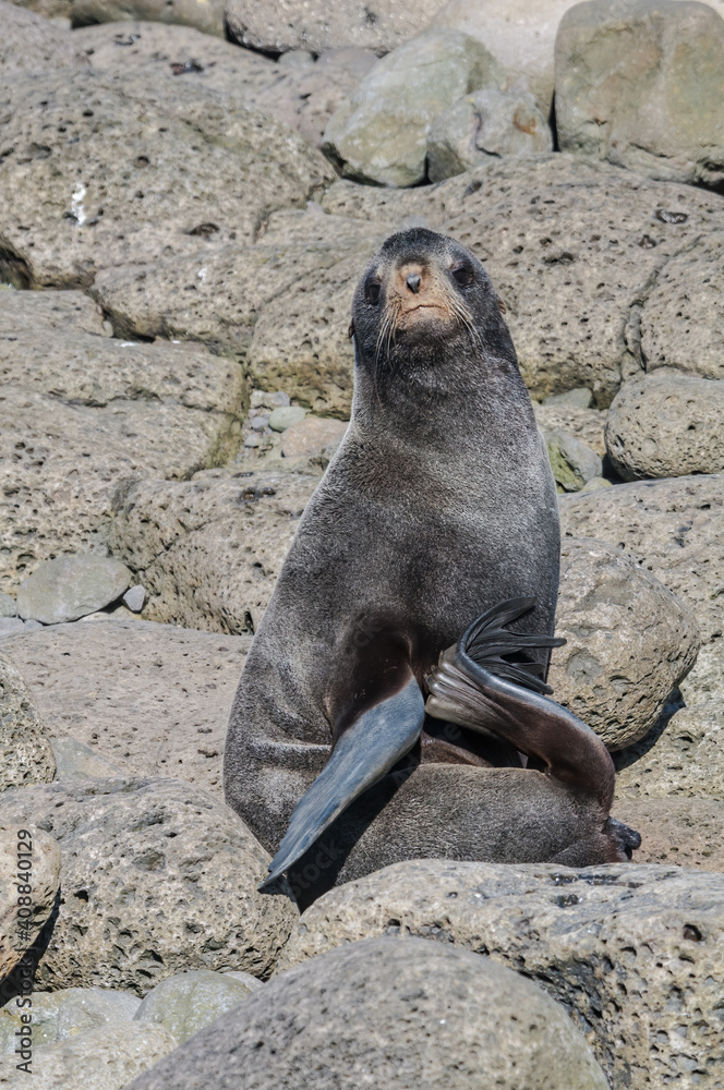 Obraz premium Northern Fur Seal (Callorhinus ursinus) at hauling-out in St. George Island, Pribilof Islands, Alaska, USA