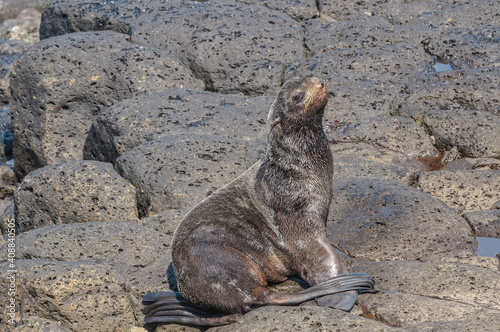 Northern Fur Seal (Callorhinus ursinus) at hauling-out in St. George Island, Pribilof Islands, Alaska, USA photo