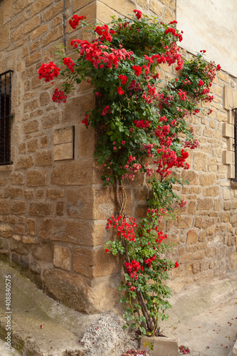 A charming corner. A magnificent rosebush of red roses grows and climbs a wall in the medieval village of Uncastillo, in the Cinco Villas region, Aragon, Spain.