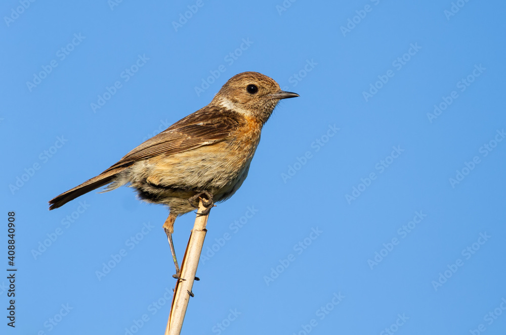 European stonechat, Saxicola rubicola. A female bird sits on a cane stalk against the background of the sky European stonechat, Saxicola rubicola. A female bird sits on a cane stalk against the background of the sky