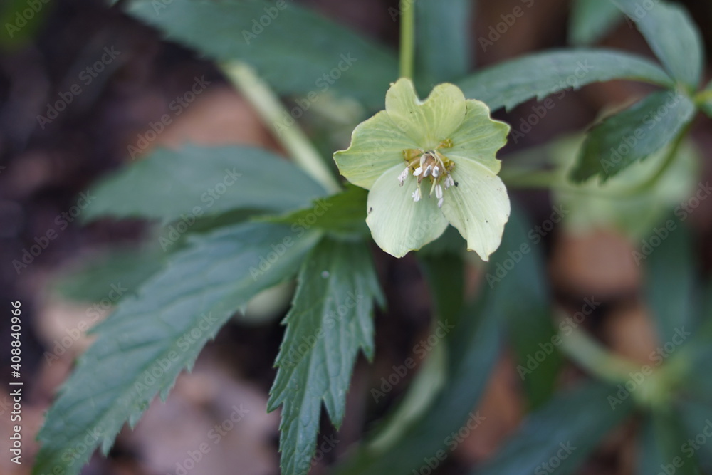 FLOR VERDE DE LOS BOSQUES. ELÉBORO. HELLEBORUS. FLOR VERDE DE LOS BOSQUES. ELÉBORO. HELLEBORUS.