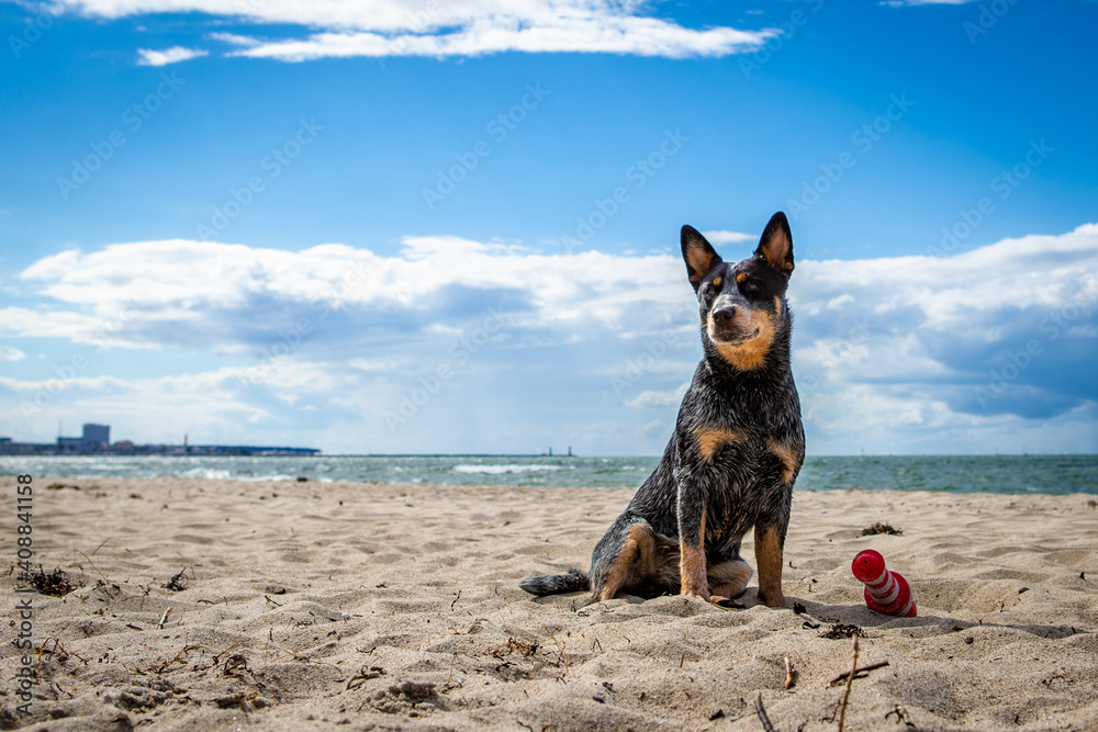 Australian Cattle Dog - hübscher Hund - Strand - Sonne Sand Australian Cattle Dog - hübscher Hund - Strand - Sonne Sand