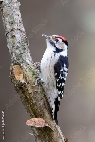 Lesser Spotted Woodpecker 