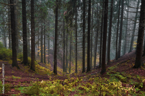 Wallpaper Mural Northern hilly mystical foggy forest in autumn evening Torontodigital.ca