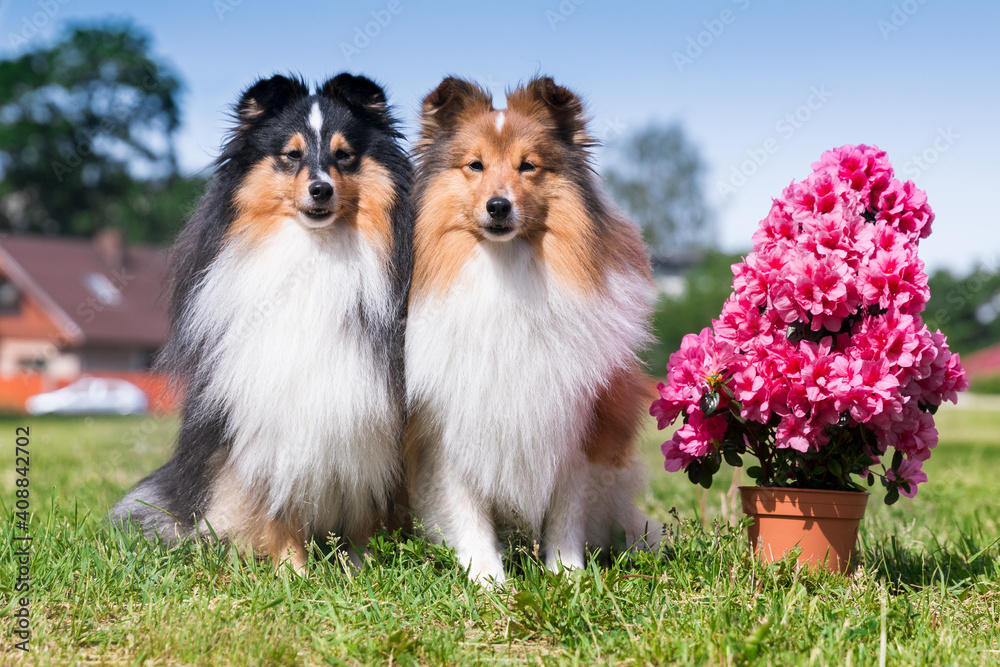 Two cute, fur black sable and white shetland sheepdog, tricolor sheltie lies outside near pink meadow flowers. Little smiling lassie dog outdoors during sunny day in summer time with blooming azalea