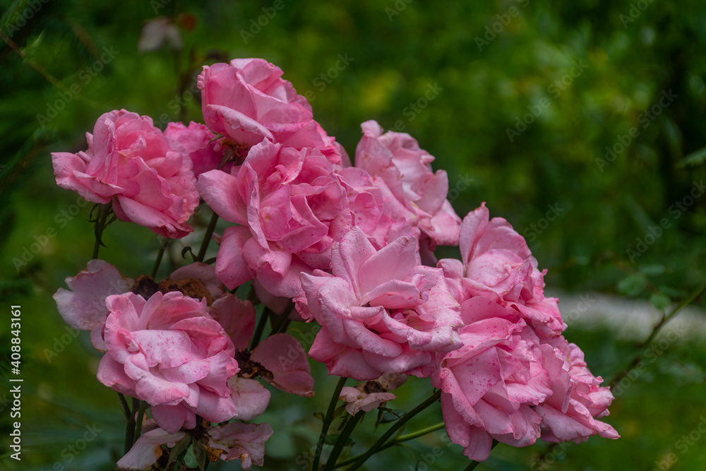 Fototapeta premium pink flowers in a garden
