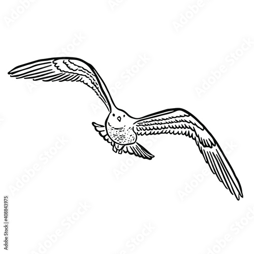 A seagull in flight. A symbol of freedom. Vector sketch illustration for cute print for clothing, logos, ornithological books and magazines. A hand-drawn bird isolated on a white background.