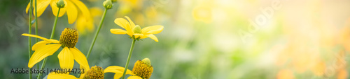 Closeup of yellow flower on blurred gereen background under sunlight with bokeh and copy space using as background natural plants landscape, ecology cover page concept. photo