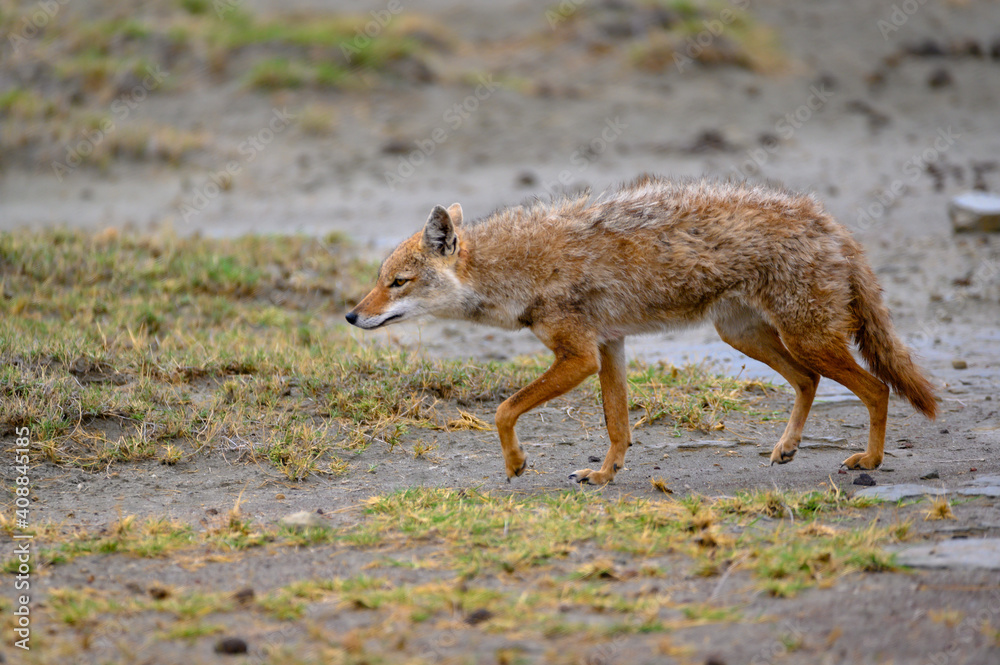 Fototapeta premium Wildtier Schakal
