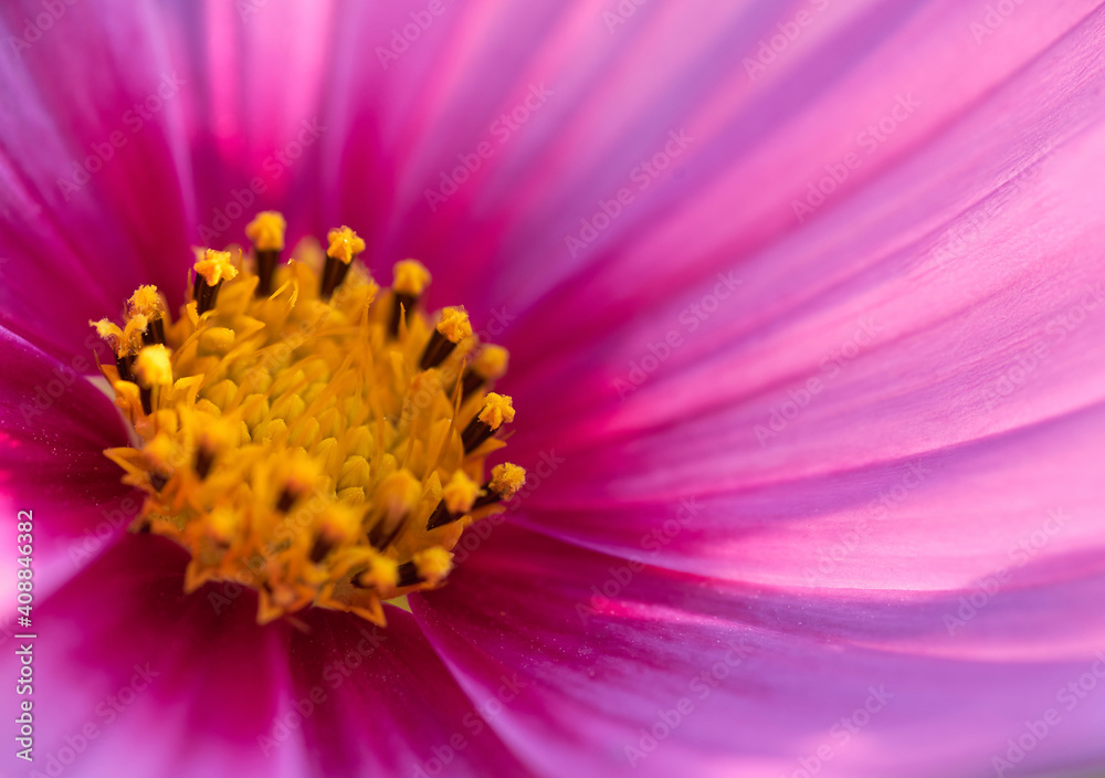 Background of petals and pollen Background of petals and pollen