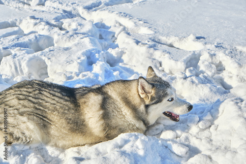Husky dog plays in the snow on a sunny winter day.