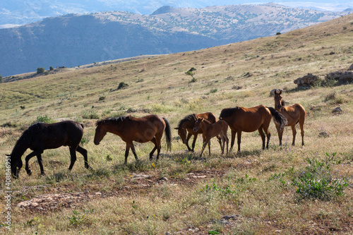 Horses living in herds in their natural environment on the mountain.