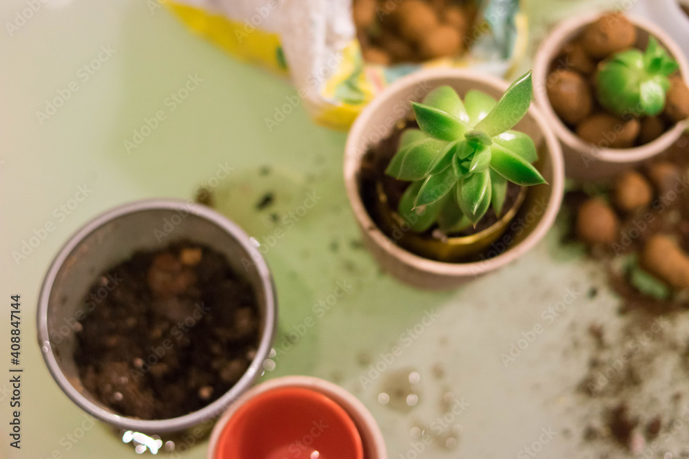 Cache-pot. Succulents. Haworthia. Light interior. Ceramic flower pots. Gardening. Plant transplant. Light background. Cache-pot. Succulents. Haworthia. Light interior. Ceramic flower pots. Gardening. Plant transplant. Light background.
