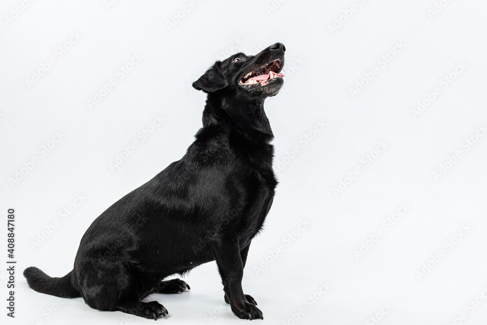 Two Clicks Fotografia - Fotografia Pet Two Clicks Fotografia - Fotografia Pet