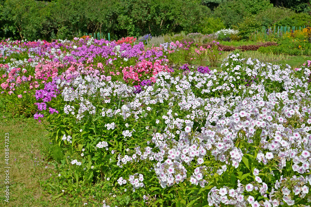Varietal flocks bloom on the territory of the nursery Varietal flocks bloom on the territory of the nursery