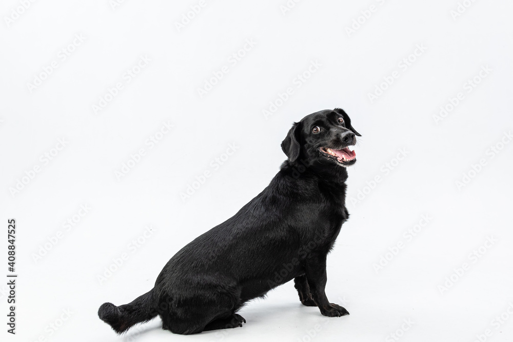 Two Clicks Fotografia - Fotografia Pet Two Clicks Fotografia - Fotografia Pet