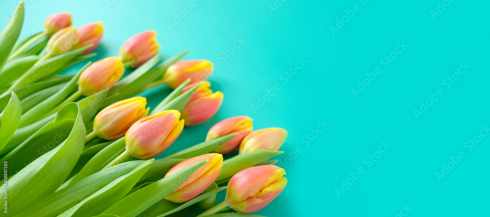 Fresh yellow-red tulips on a mint background. Holiday concept