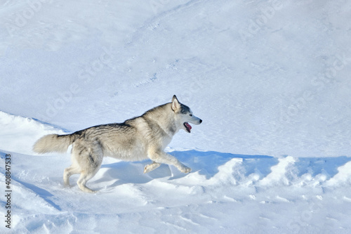 Husky dog runs through the snow on a sunny winter day.