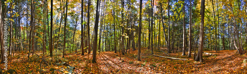 Panoramic view of the natural parkland forest in fall