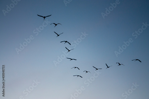 Horizontal conceptual photo from below of a wedge of swans family, flying away during migration in a clear blue sky