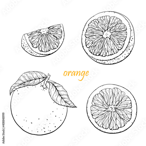 Orange fruit vector set. Hand drawn line graphic elements,black and white sketch. Illustration for menu,drinks, packege